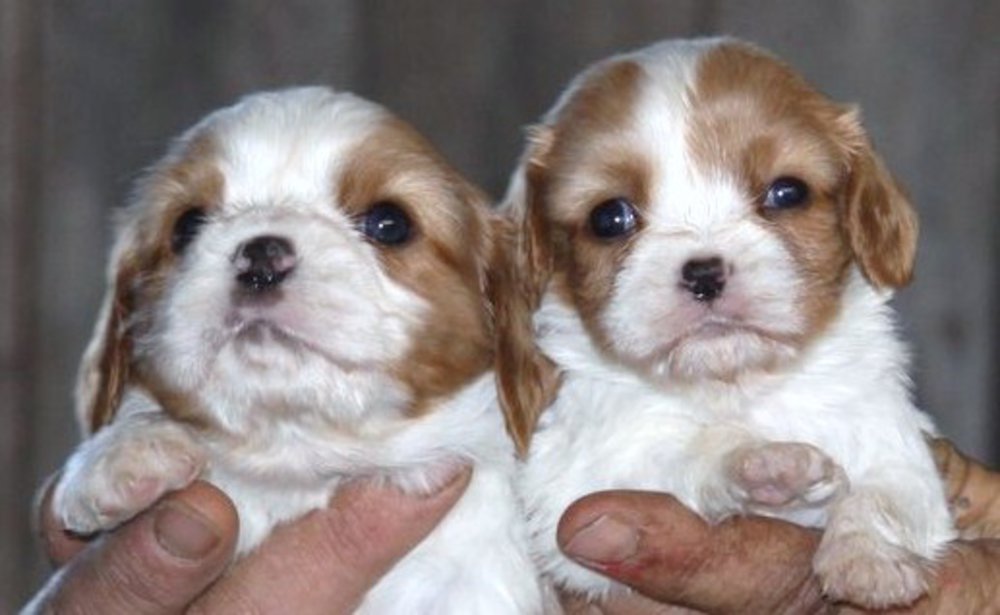 Funny Puppies For Sale Nsw